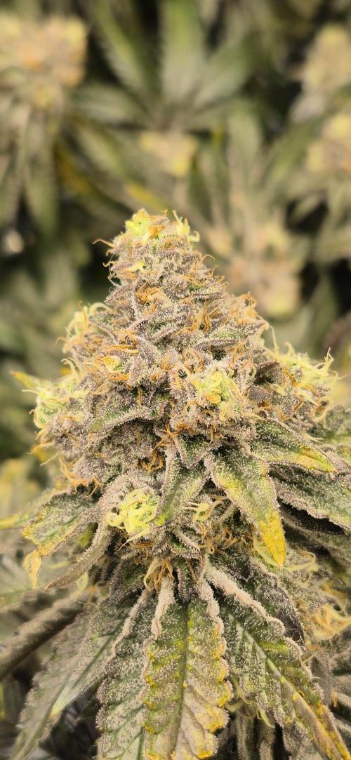 RS11 Clone Stecklinge Automatic Watering. Week 13