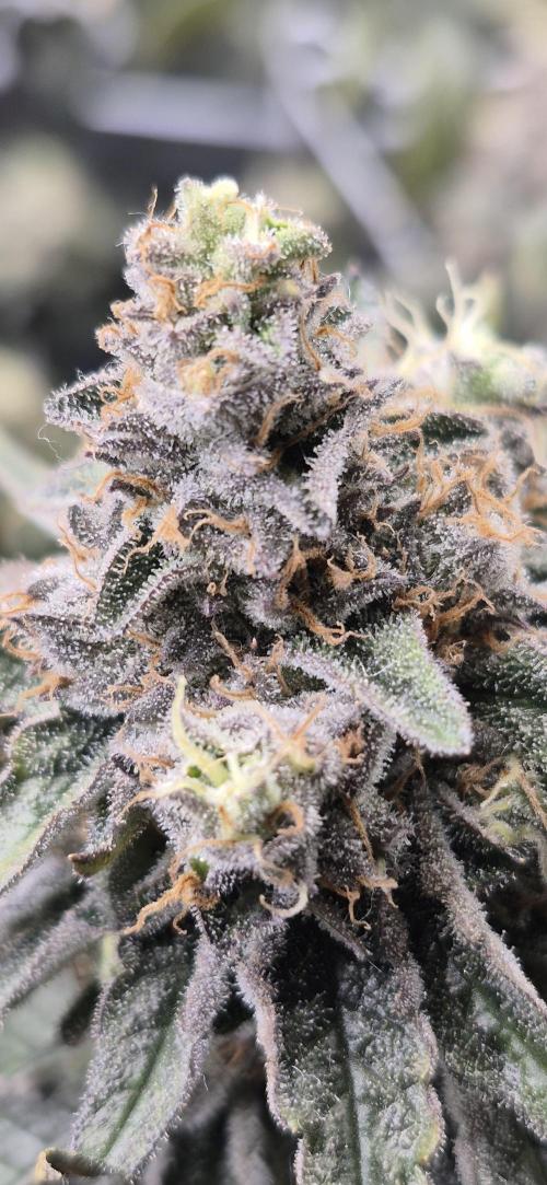 RS11 Clone Stecklinge Automatic Watering. Week 13