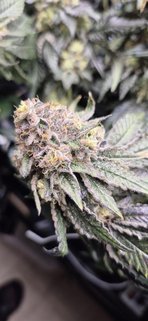 RS11 Clone Stecklinge Automatic Watering. Week 13