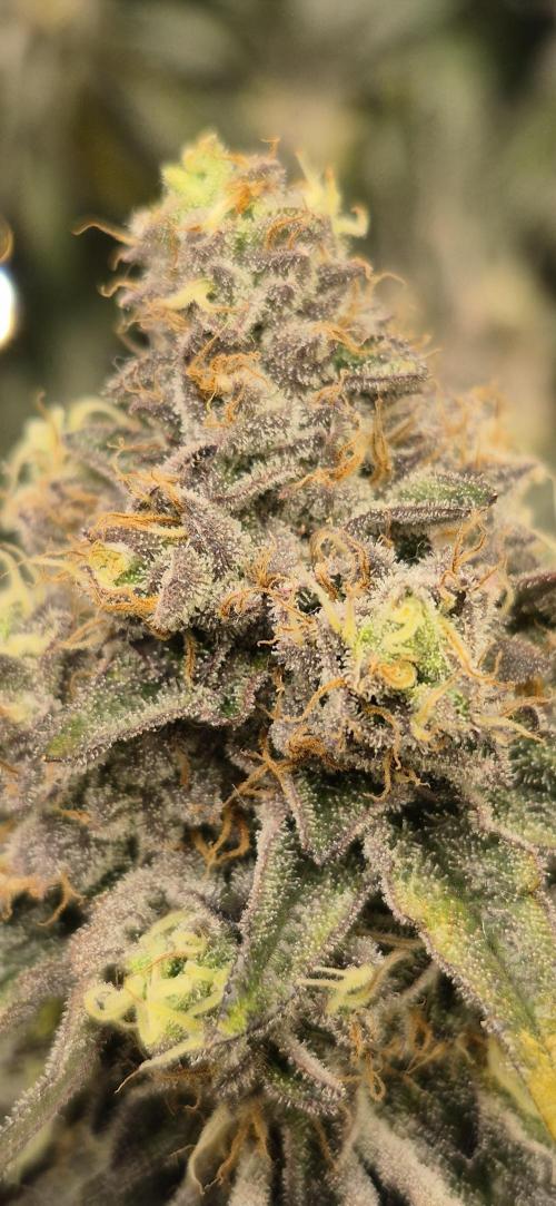 RS11 Clone Stecklinge Automatic Watering. Week 13