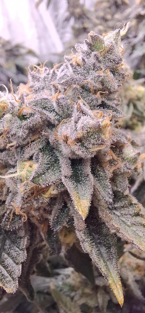 RS11 Clone Stecklinge Automatic Watering. Week 13