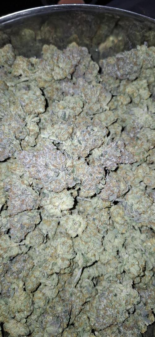 RS11 Clone Stecklinge Automatic Watering. Week 14