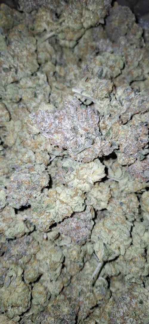 RS11 Clone Stecklinge Automatic Watering. Week 14