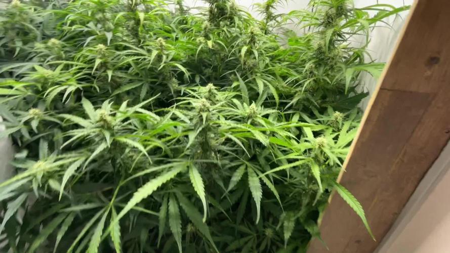 Blueberry Auto