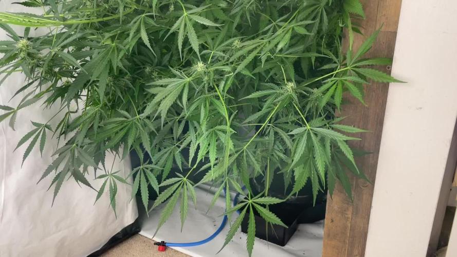 Blueberry Auto