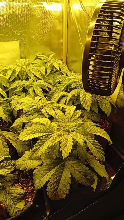 14 plants - 60x60cm tent - Rosin Grow