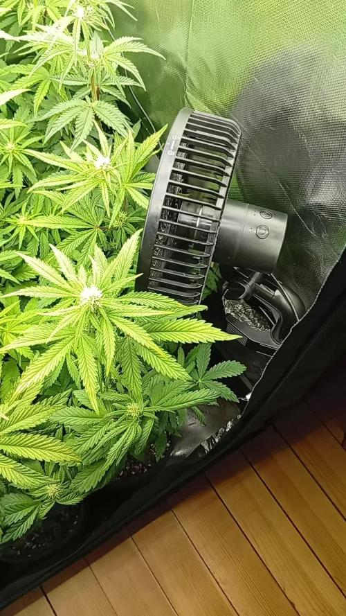 14 plants - 60x60cm tent - Rosin Grow