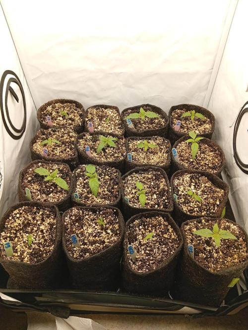 Puddle of Green 2. Week 1 - Day 14