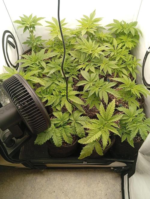 Puddle of Green 2. Week 4 - Day 32
