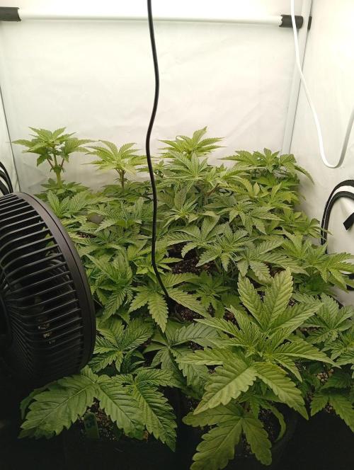 Puddle of Green 2. Week 4 - Day 33