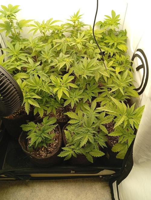 Puddle of Green 2. Week 5 - Day 36