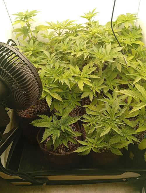 Puddle of Green 2. Week 5 - Day 37