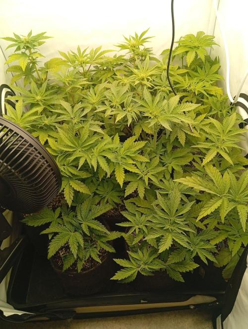 Puddle of Green 2. Week 5 - Day 38