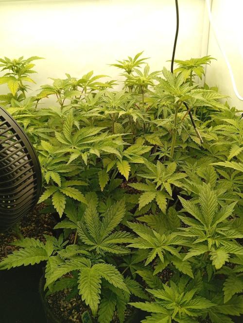 Puddle of Green 2. Week 5 - Day 39