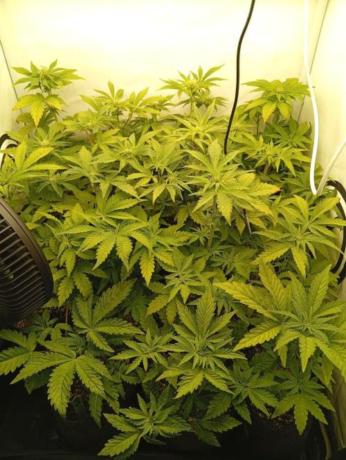 Puddle of Green 2. Week 5 - Day 40