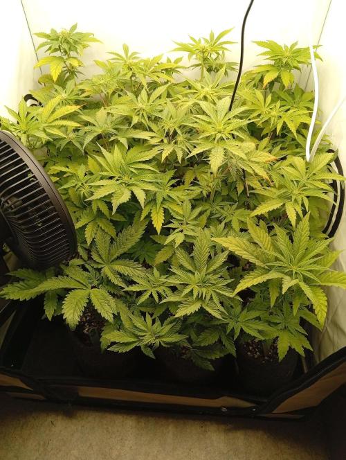 Puddle of Green 2. Week 5 - Day 41