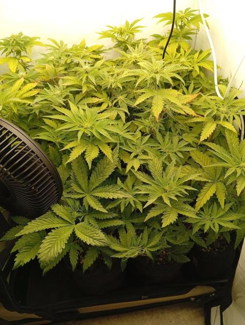 Puddle of Green 2. Week 5 - Day 42