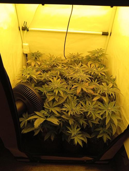 Puddle of Green 2. Week 6 - DAY 45 - After defol