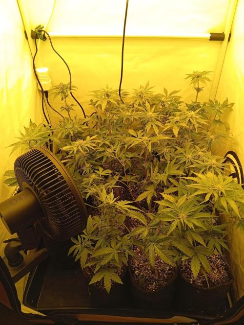Puddle of Green 2. Week 6 - DAY 45 - Before defol