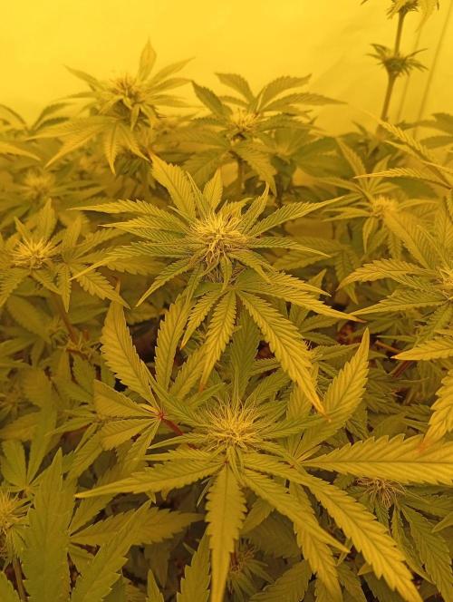 Puddle of Green 2. Week 6 - DAY 46