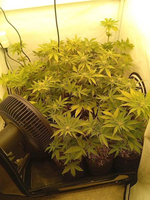 Puddle of Green 2. Week 6 - DAY 46