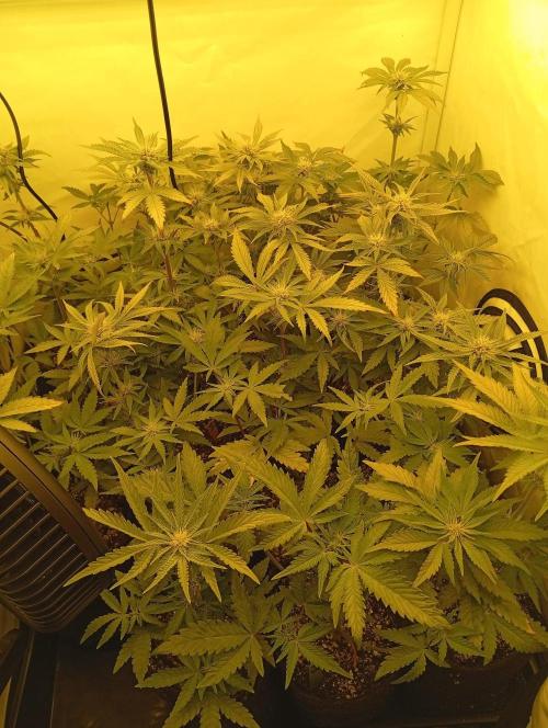 Puddle of Green 2. Week 6 - DAY 47