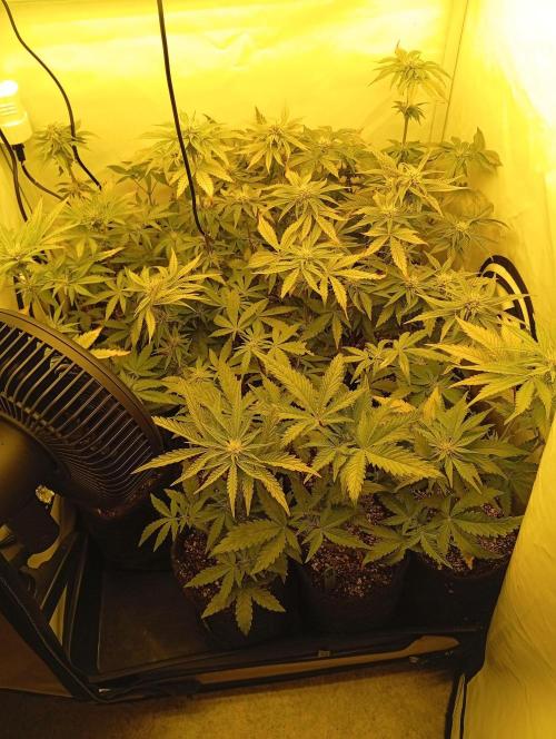 Puddle of Green 2. Week 6 - DAY 48