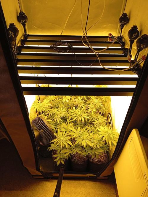 Puddle of Green 2. Week 6 - DAY 49