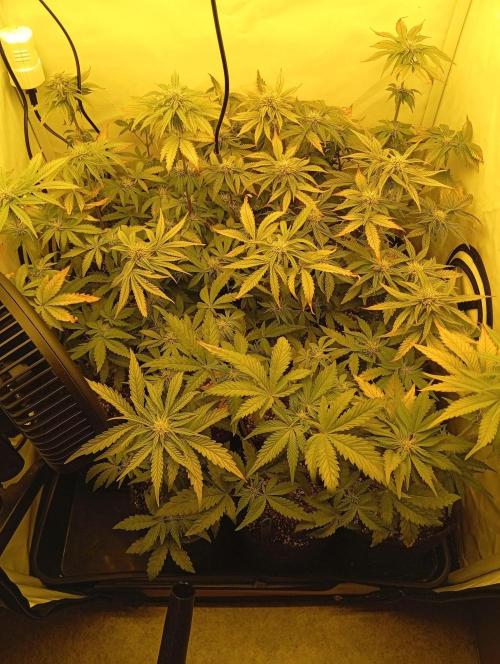 Puddle of Green 2. Week 6 - DAY 49