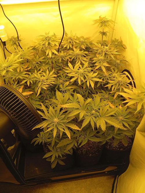 Puddle of Green 2. Week 7 - DAY 51