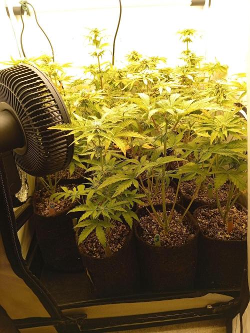 Puddle of Green 2. Week 7 - DAY 52