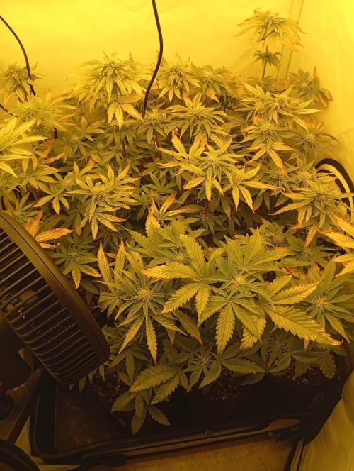 Puddle of Green 2. Week 7 - DAY 54