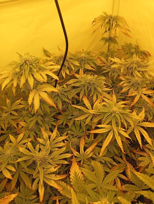 Puddle of Green 2. Week 7 - DAY 55