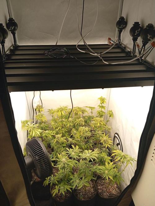 Puddle of Green 2. Week 7 - DAY 56 - After defol