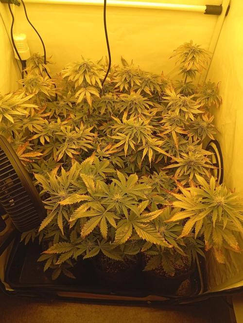 Puddle of Green 2. Week 7 -  DAY 56 - Before defol