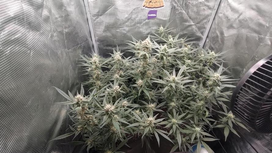 Frostbanger Auto. Second grow.
