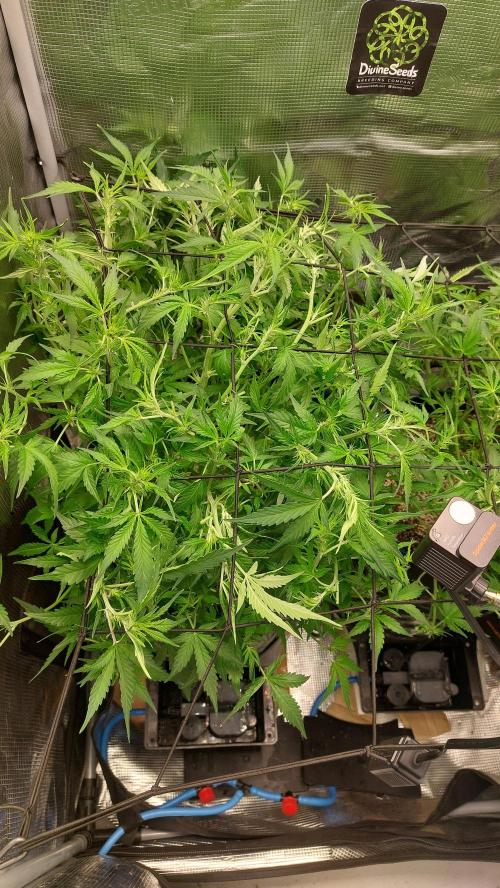 Gorilla Cookies Auto. Week 8