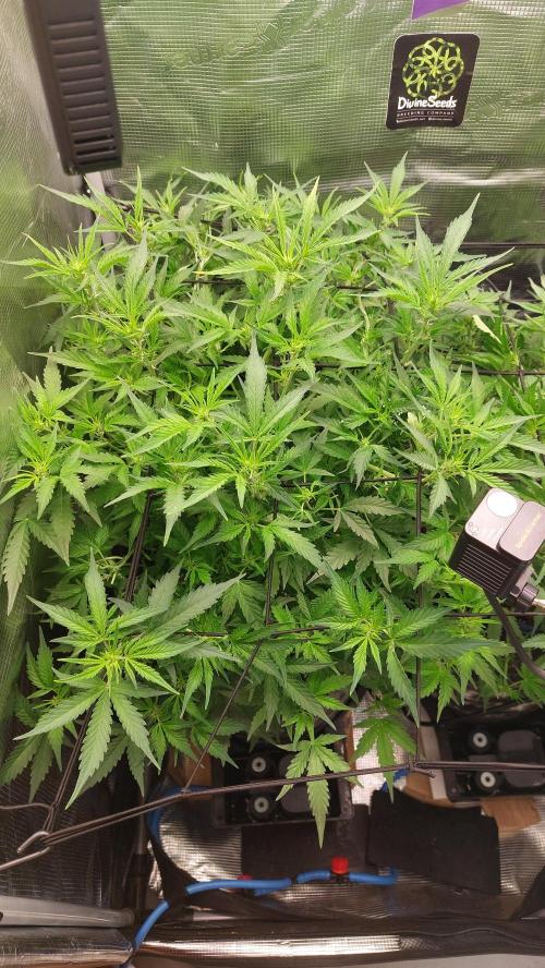 Gorilla Cookies Auto. Week 8