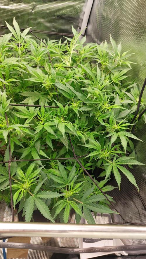 Gorilla Cookies Auto. Week 8