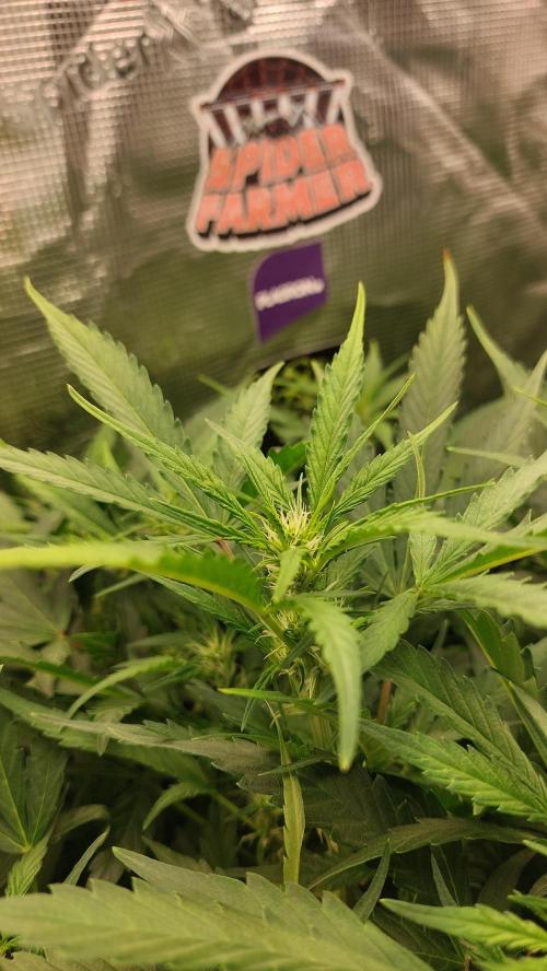 Gorilla Cookies Auto. Week 8