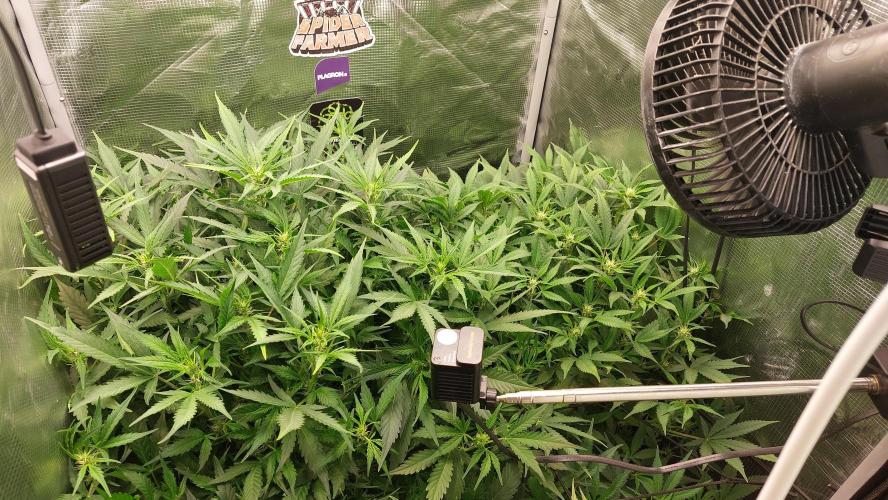 Gorilla Cookies Auto. Week 8