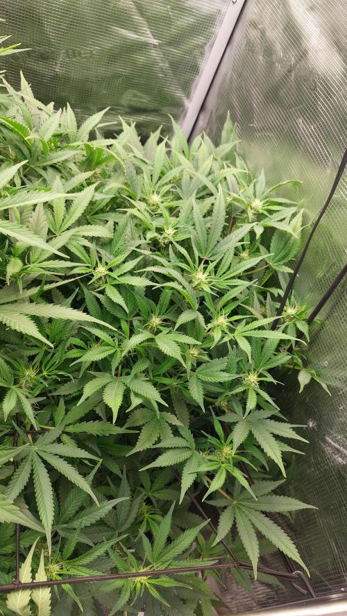 Gorilla Cookies Auto. Week 8