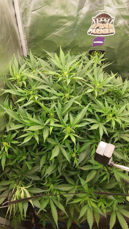 Gorilla Cookies Auto. Week 8