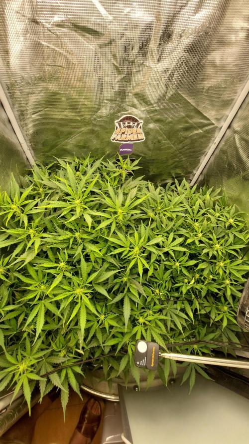 Gorilla Cookies Auto. Week 9