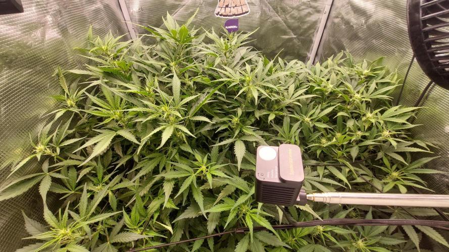 Gorilla Cookies Auto. Week 9