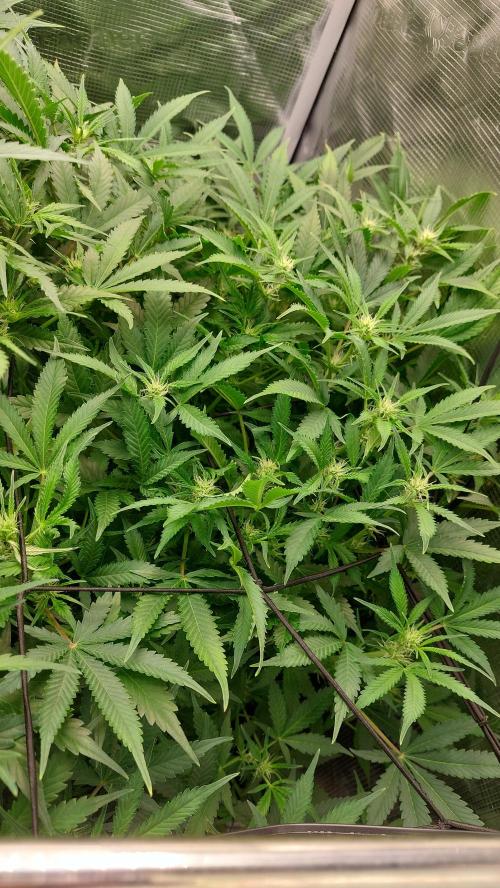 Gorilla Cookies Auto. Week 9