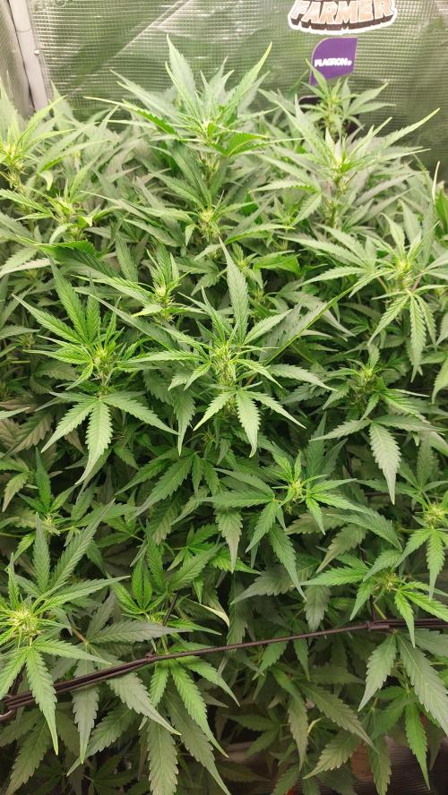 Gorilla Cookies Auto. Week 9