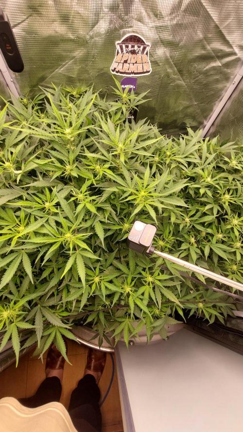 Gorilla Cookies Auto. Week 9