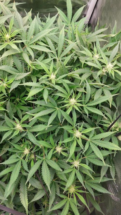 Gorilla Cookies Auto. Week 9