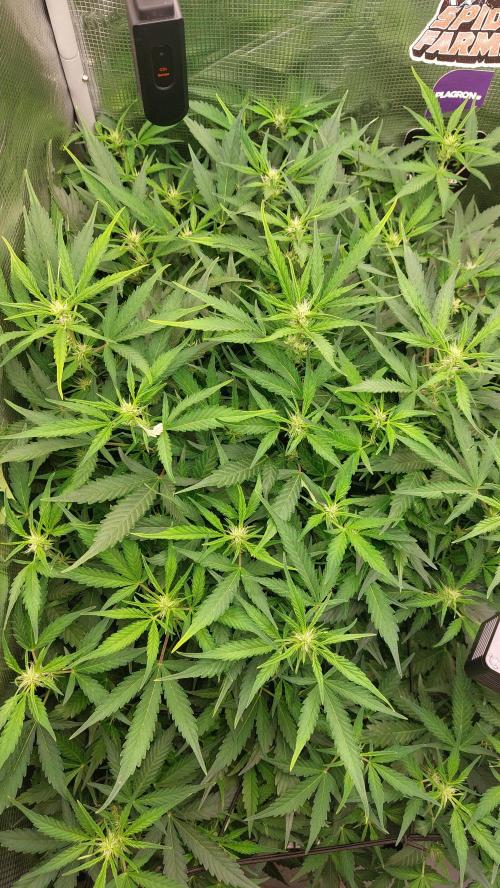 Gorilla Cookies Auto. Week 9